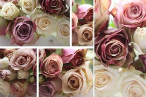 Dusky Pink Roses for weddings