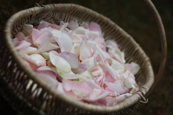 fresh rose petal confetti