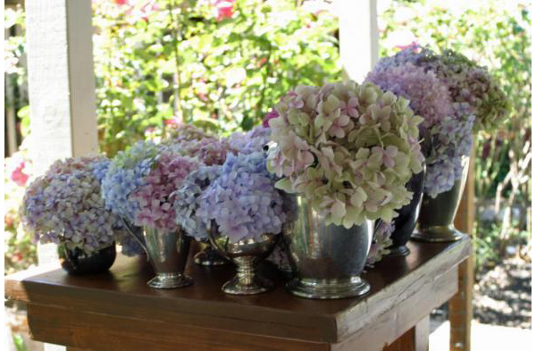 vintage coloured hydrangeas