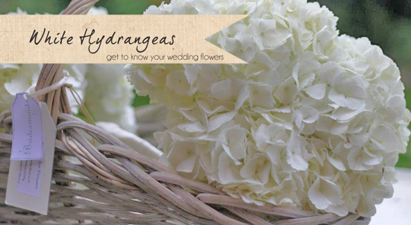 white hydrangeas wedding