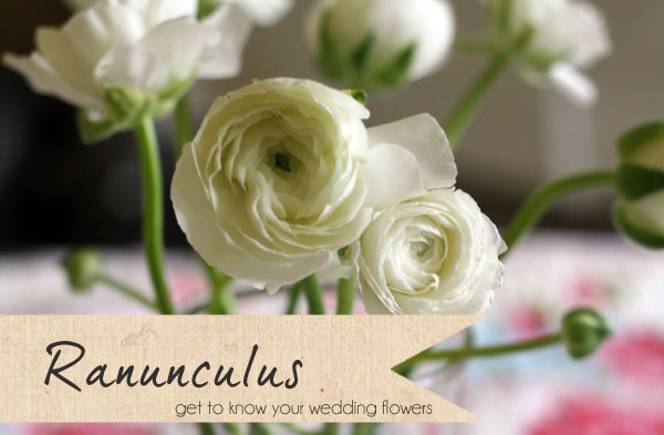 white ranunculus wedding flowers