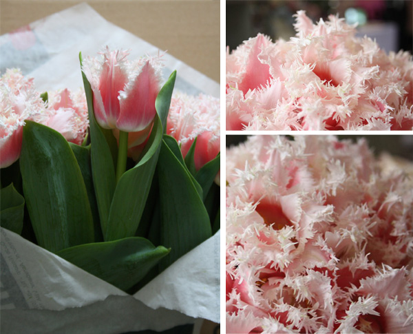 frilly tulips pink