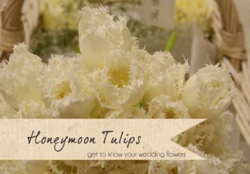 honeymoon tulips spring wedding flowers