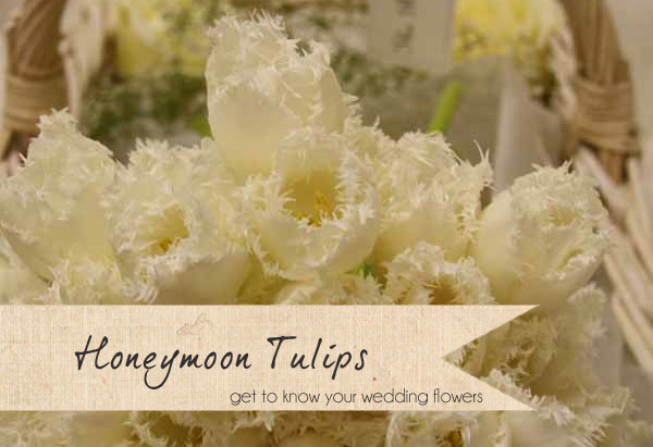 honeymoon tulips spring wedding flowers