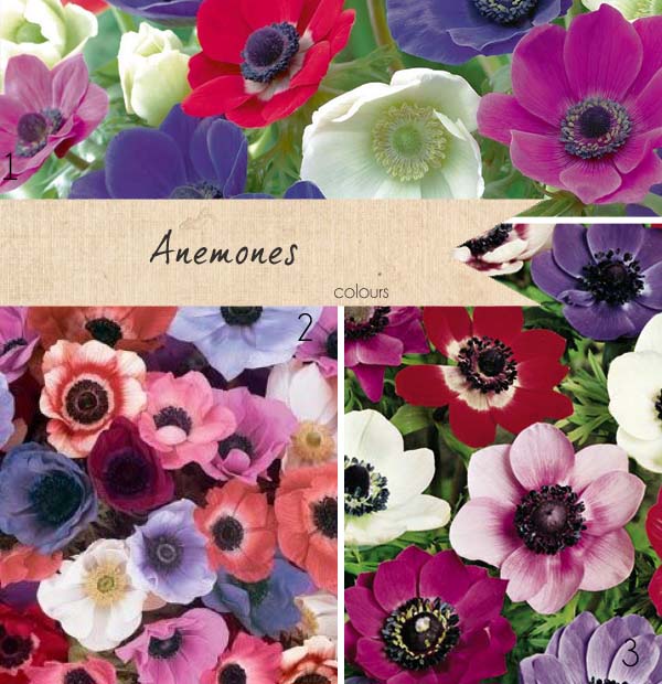 anemone wedding flowers colours