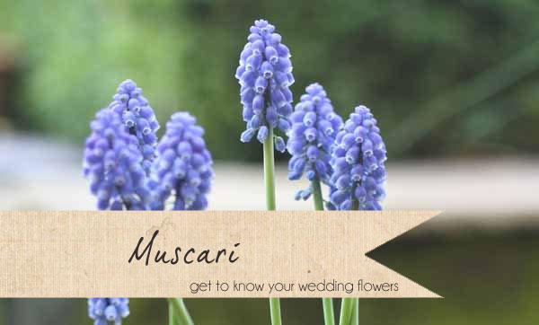 muscari wedding flowers spring blue wedding flowers