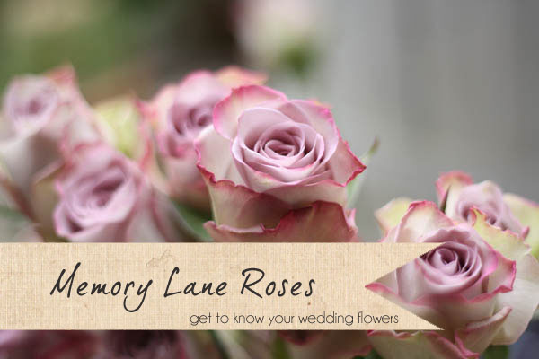 memory lane roses wedding flowers