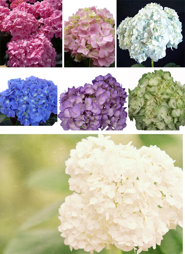 hydrangeas wedding flowers colours