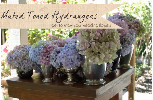 muted toned hydrangeas wedding flowers