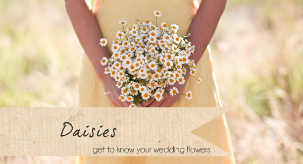 daisy wedding flowers daisies