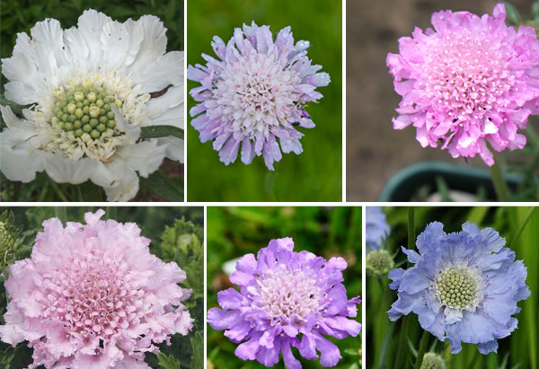 scabious colours