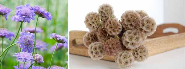 scabious flowers and dried scabious