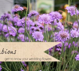 scabious wedding flowers