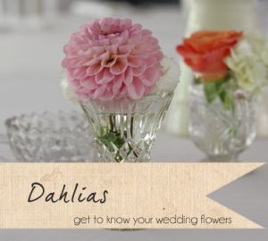 dahlias pink wedding flowers