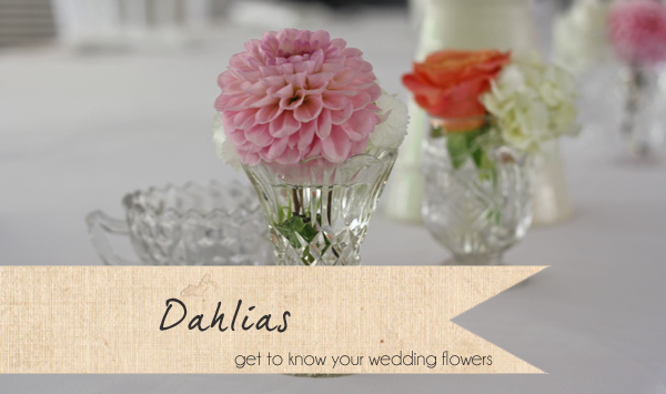 dahlias pink wedding flowers