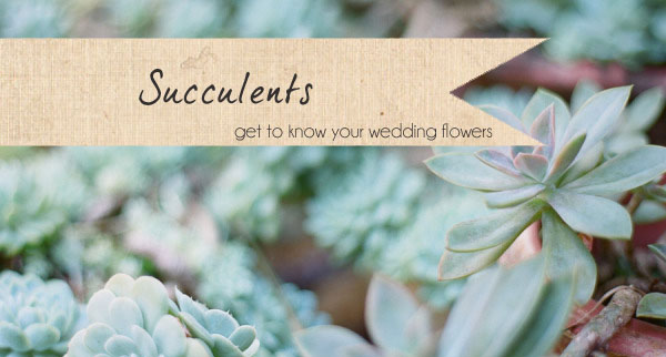 succulents wedding flowers