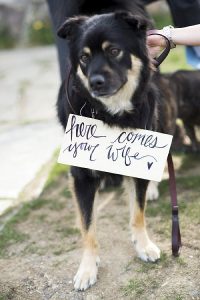 wedding ceremony signs ideas dog ring bearer
