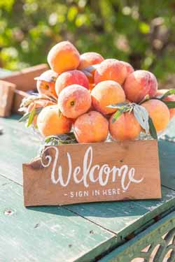 peach and blue wedding decorations and ideas