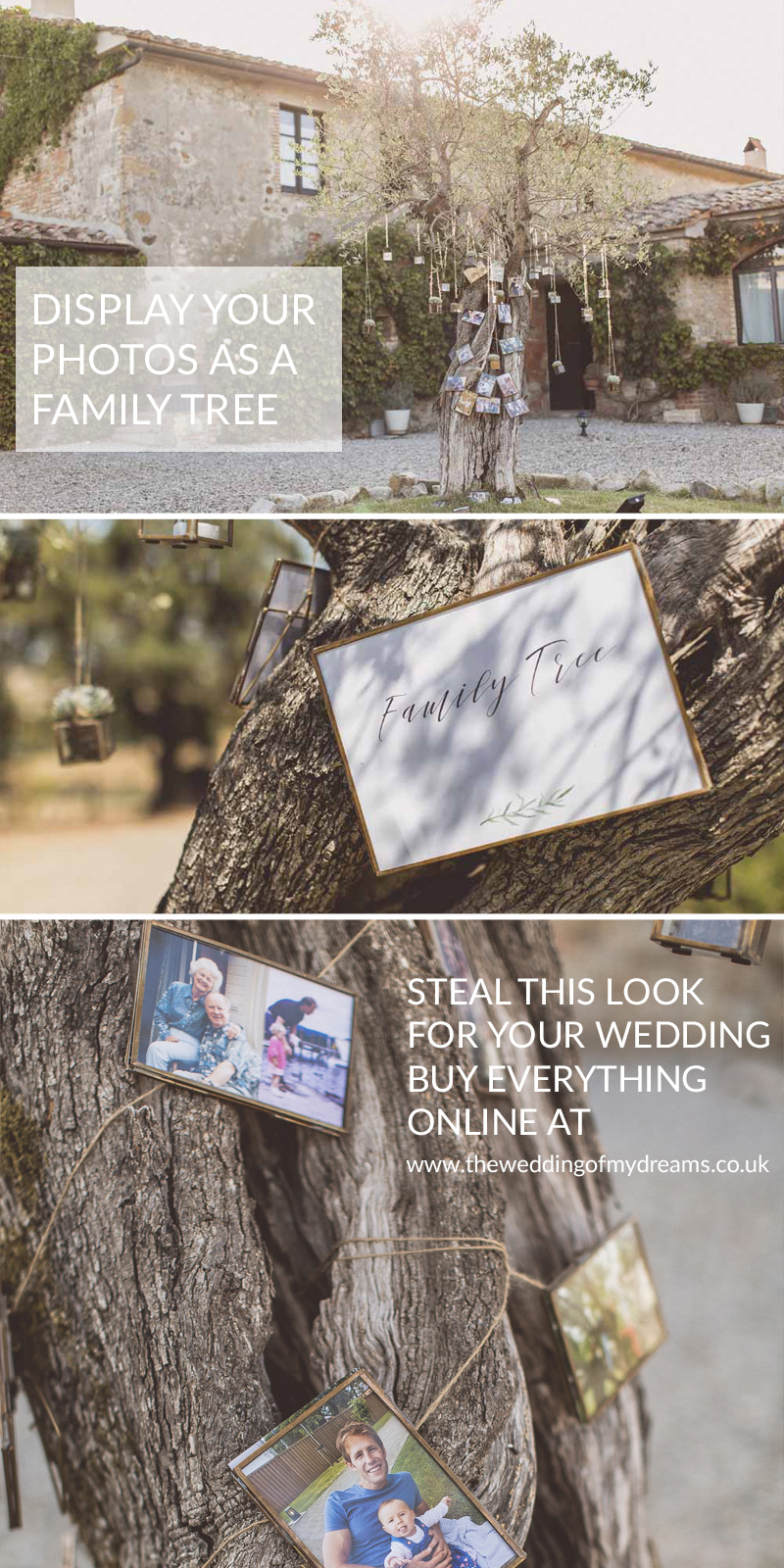 Display wedding photos as family tree Olive Tree Destination Wedding Italy