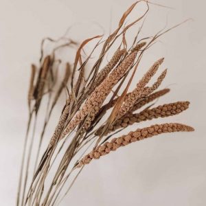 Dried Seterea Flowers Textured Dried Flowers (20 Stems in Brown Paper) £15.00