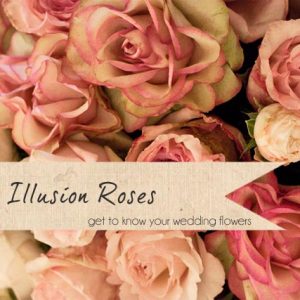 illusion roses wedding flower