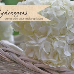 white hydrangeas wedding