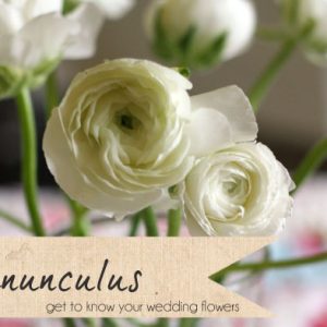 white ranunculus wedding flowers