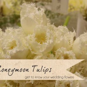 honeymoon tulips spring wedding flowers