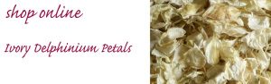 confetti petals ivory