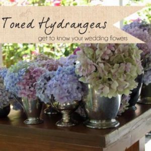 muted toned hydrangeas wedding flowers