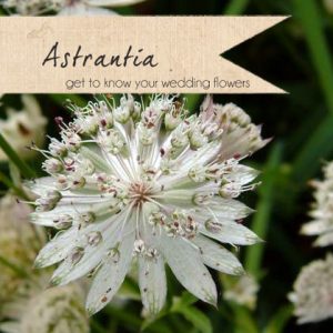 astrantia wedding flowers