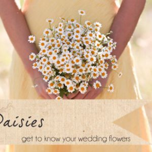 daisy wedding flowers daisies