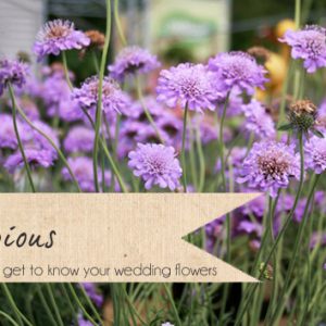scabious wedding flowers