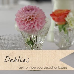 dahlias pink wedding flowers