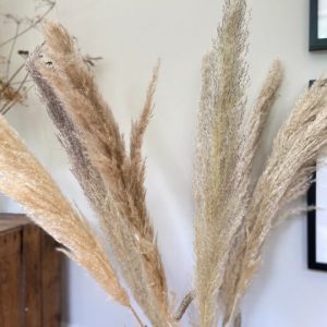 5 x Pampas Grass Stems 90cm £27.00